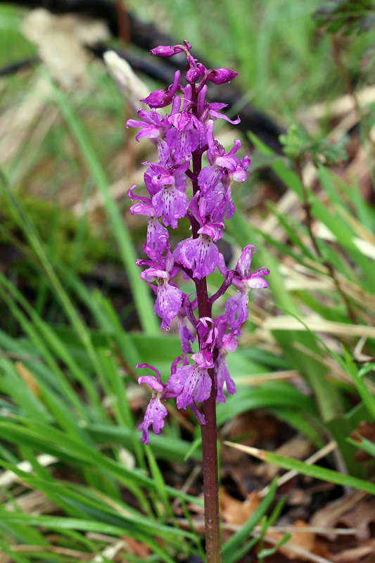 Orchis mascula subsp. speciosa / Orchide elegante
